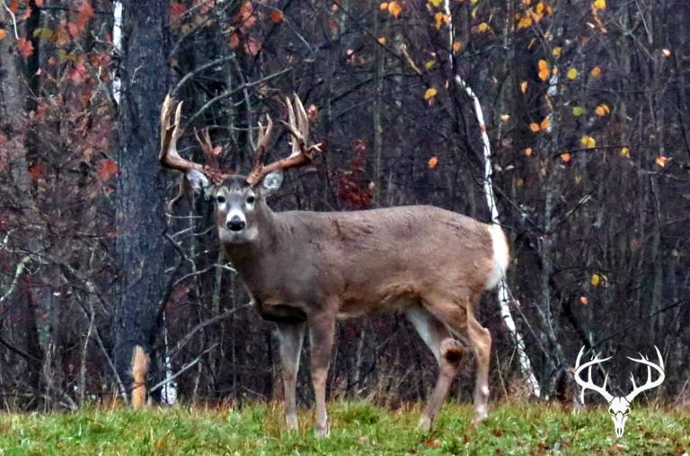 100 Authentic Electronic Deer Call App